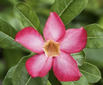 Аденіум огрядний: опис, вирощування і догляд в домашніх умовах