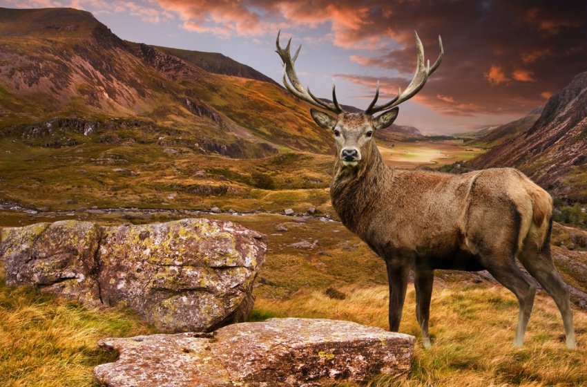 Алтайські оленярі приступили до заготівлі пантів Алтайські оленярі приступили до заготівлі пантів