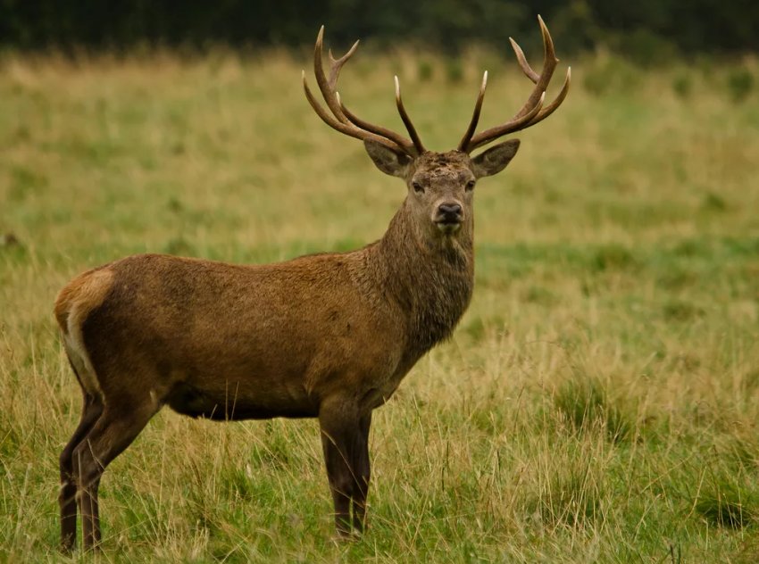 Алтайські оленярі приступили до заготівлі пантів Алтайські оленярі приступили до заготівлі пантів