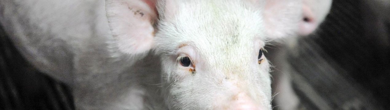 У свинарстві Великобританії вже третій рік поспіль відзначається скорочення використання антибіотиків