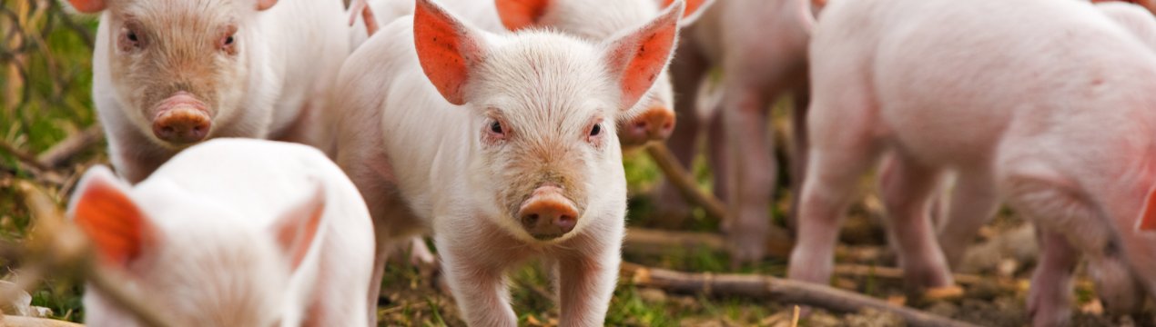 На ринок виходить нова вакцина від хвороб свиней