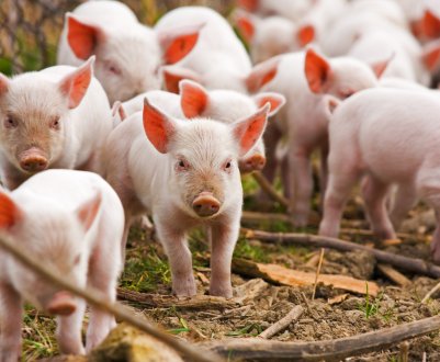 На ринок виходить нова вакцина від хвороб свиней