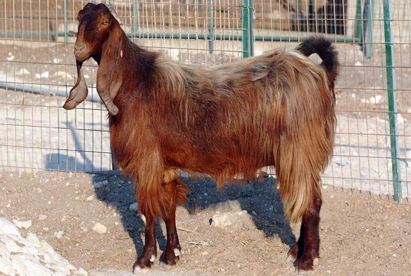 Дамасская коза