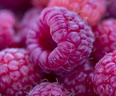 Особливості малини сорту Соколиця