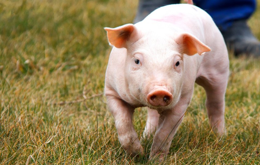 За рік краснодарські свинарі вийшли в плюс на 124 тисячі свинок За рік краснодарські свинарі вийшли в плюс на 124 тисячі свинок