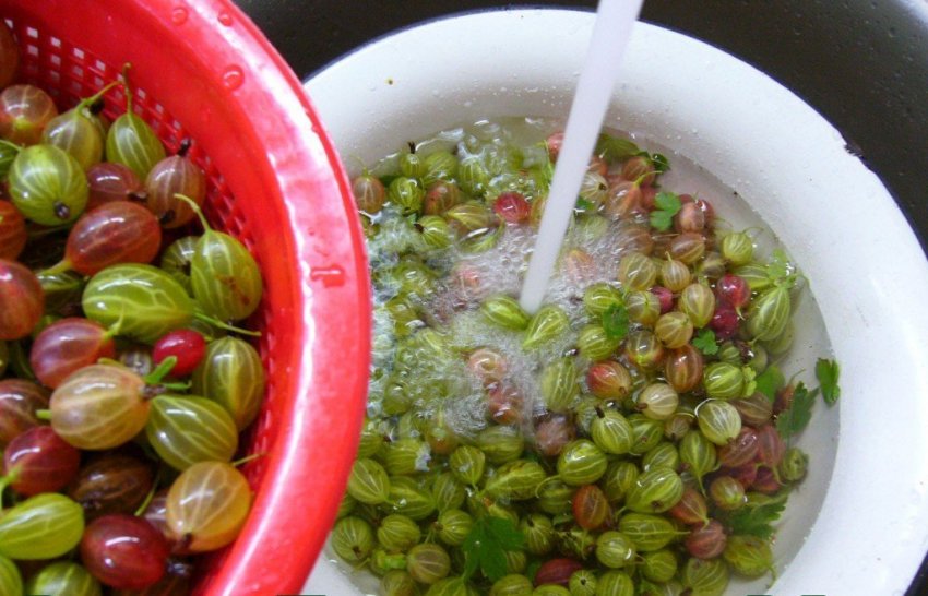 Підготовка аґрусу до консервації