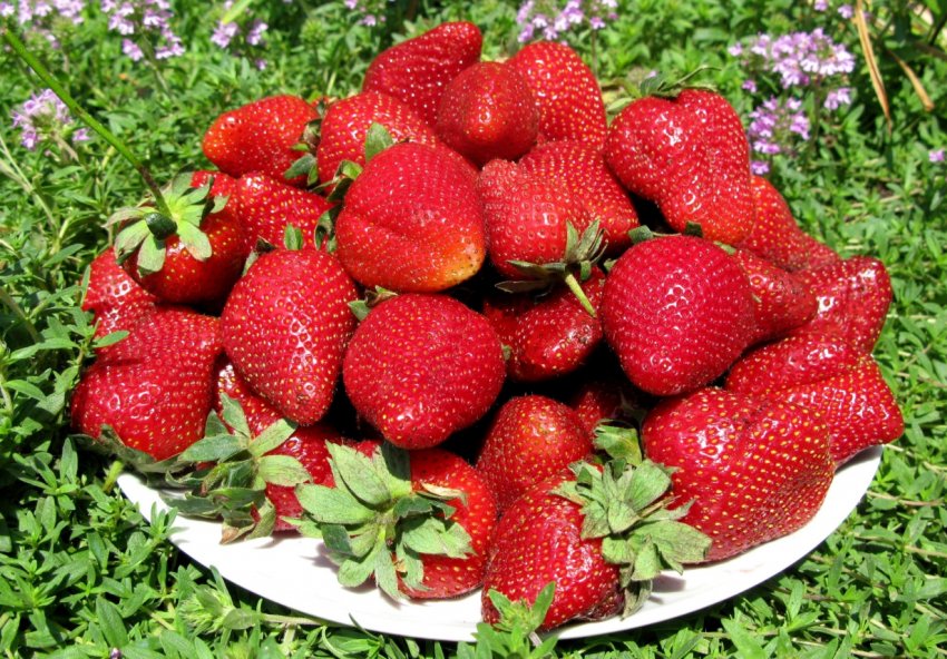 Підмосковна полуниця порадує росіян в перші дні червня Підмосковна полуниця порадує росіян в перші дні червня