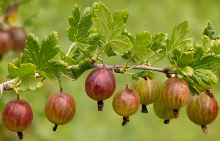 Аґрус Аґрус