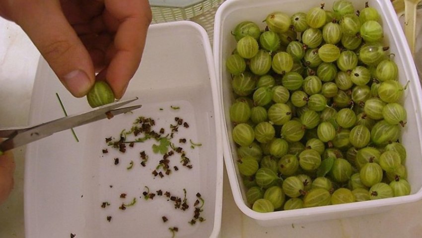 Підготовка аґрусу до приготування варення Підготовка аґрусу до приготування варення