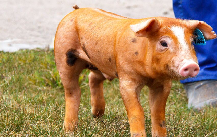 На ринок виходить нова вакцина від хвороб свиней На ринок виходить нова вакцина від хвороб свиней