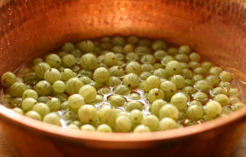 Підготовка ягід аґрусу Підготовка ягід аґрусу