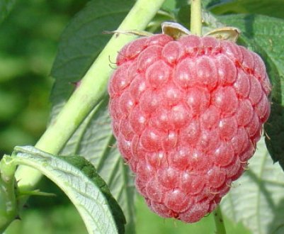 Малина Зіва (тутаймер): особливості сорти, агротехніка