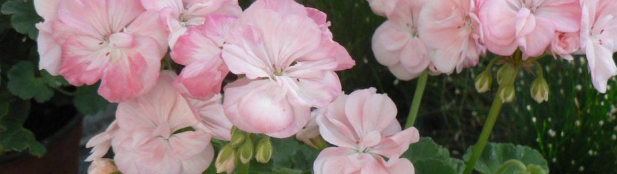 Пеларгонія зональна: догляд в домашніх умовах