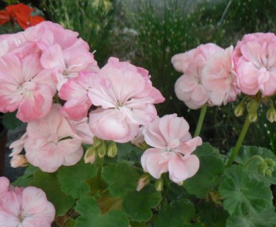 Пеларгонія зональна: догляд в домашніх умовах