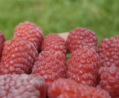 Самородок — ремонтантна малина: зовнішній вигляд, смакові характеристики