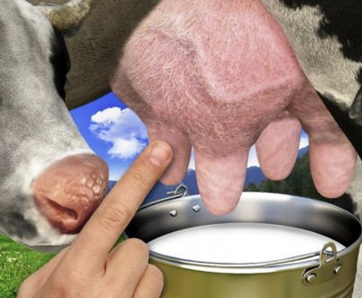 Молозиво коров'яче: користь і шкода