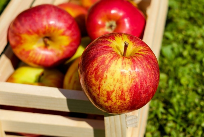 Яблука