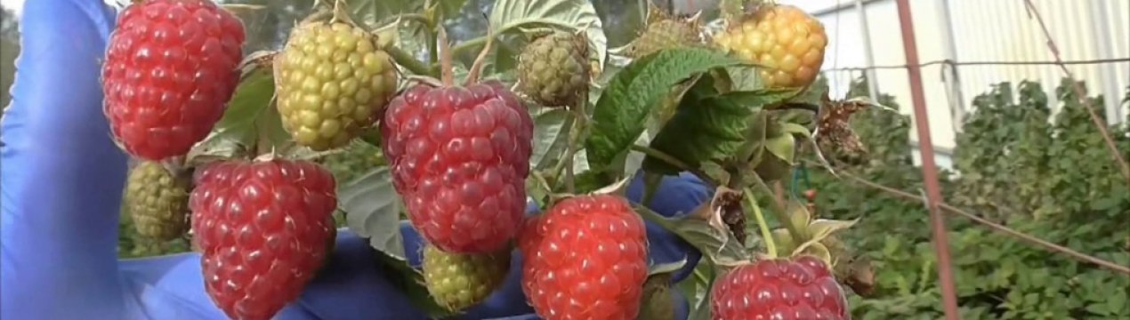 Малина красная сорта пересвет. . Малина красная сорта пересвет фото. Малина красная сорта пересвет-. картинка Малина красная сорта пересвет. картинка . Малина Пересвет – классический сорт, который разводится на территории Кавказа и в ЦФО. Растение практически неприхотливо и не требует особого ухода. Урожайность неплохая. Самое важное достоинство сорта в условиях Кавказа – малина отлично переносит краткосрочную засуху.