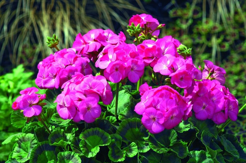 зональна Герань