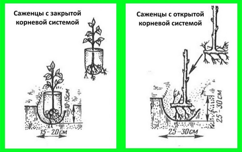 Малина октавия отзывы садоводов. 84530.psf1ho.850. Малина октавия отзывы садоводов фото. Малина октавия отзывы садоводов-84530.psf1ho.850. картинка Малина октавия отзывы садоводов. картинка 84530.psf1ho.850. Малина «Октавия», или Rubus idaeus Octavia, − новейший и перспективный сорт позднего срока созревания от английских селекционеров. Это комплексный гибрид «Глен Ампл» и «ЕМ 5928-114». Созревает в конце июля или начале августа, в зависимости от региона культивирования.