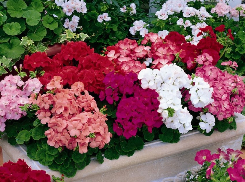 Мультиблум