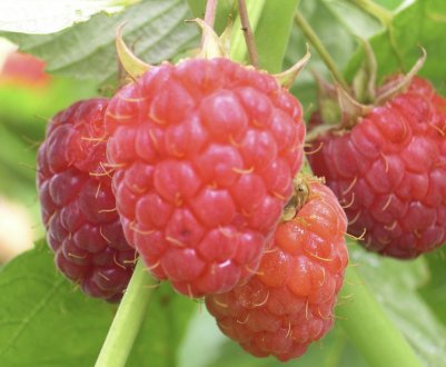 Особливості малини сорту Херітейдж