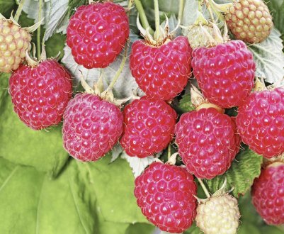 Малина сорту Бригантина: характеристика, особливості агротехніки