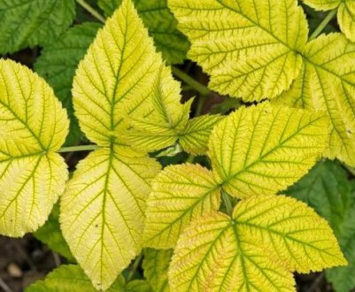 Чому жовтіє листя малини