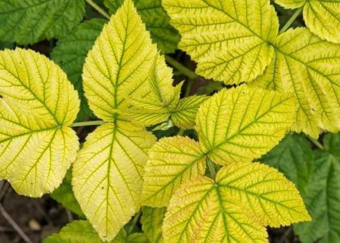 Чому жовтіє листя малини