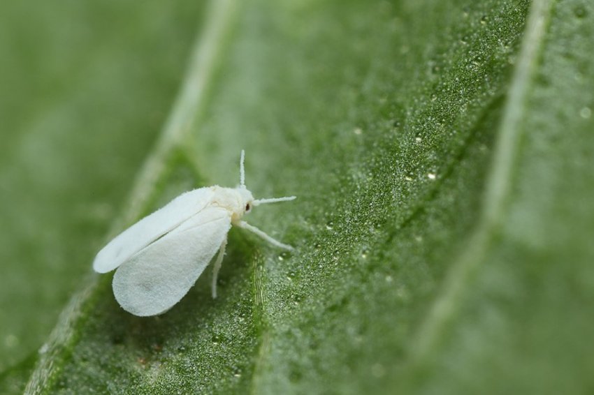 Білокрилка