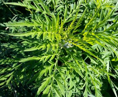 В Україні виявлено нові осередки поширення амброзії