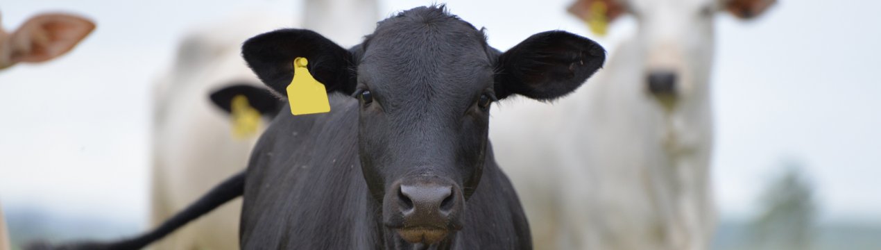 Бразилія повідомляє про випадок захворювання коров'ячим сказом