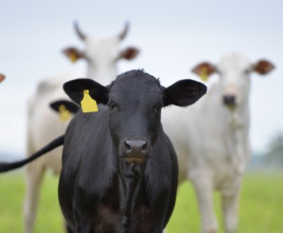 Бразилія повідомляє про випадок захворювання коров'ячим сказом