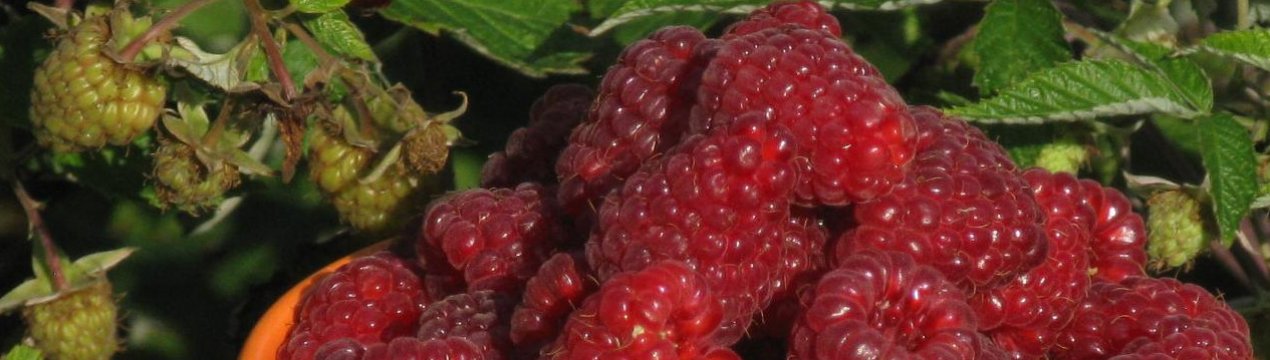 Малина Діамантова — великоплідна ремонтантна, особливості