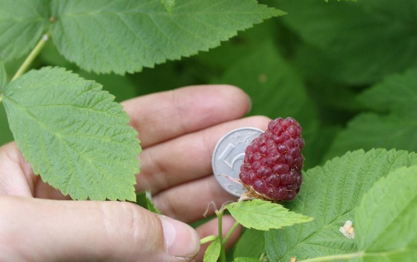 Великоплідна ремонтантна малина Діамантова