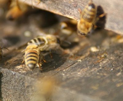 Особливості 16-рамкових вуликів