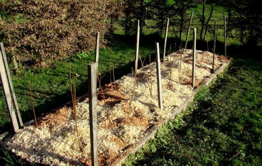 Молода малина