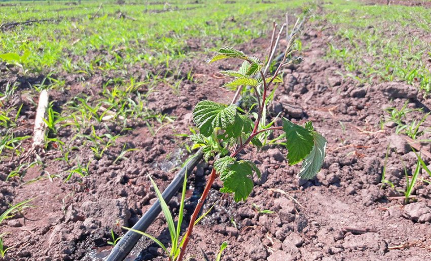 Крапельне зрошення