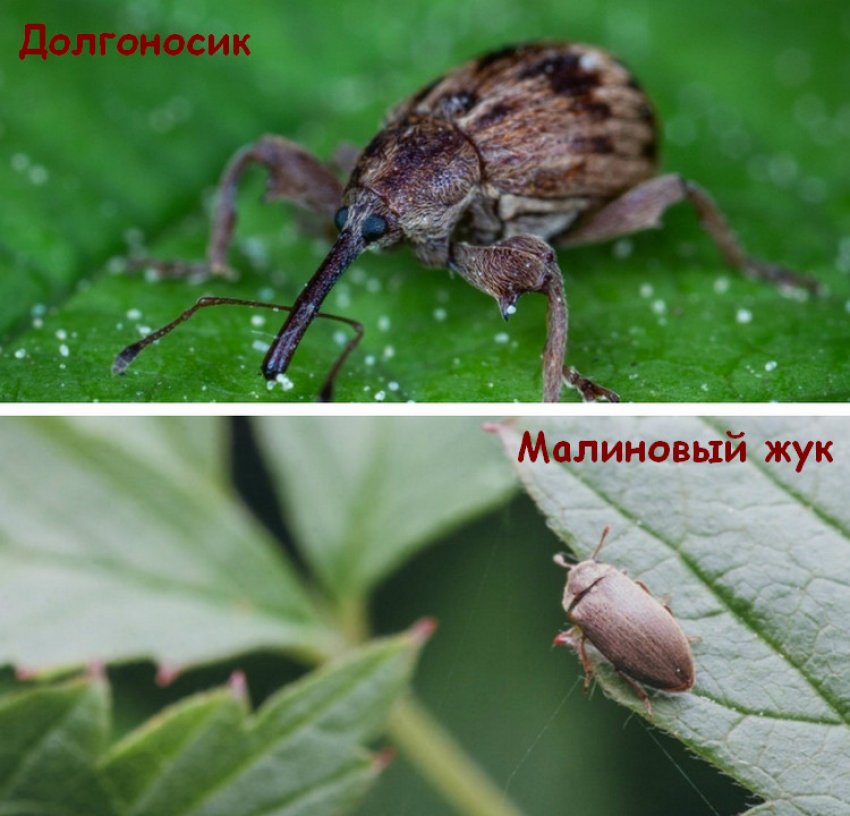 Шкідники малини