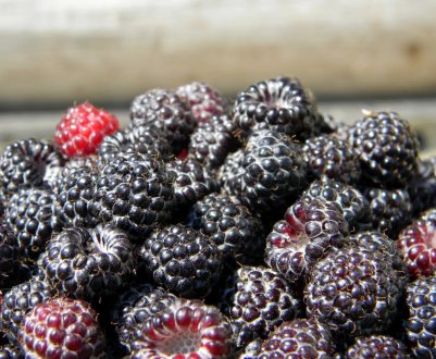  Чорна малина і ожина: основні відмінності