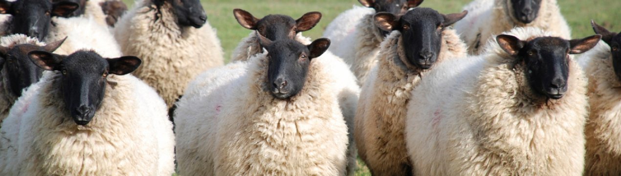 В Ірландії зниження цін може «знищити» фермерів-вівчарів