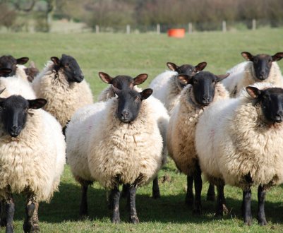 В Ірландії зниження цін може «знищити» фермерів-вівчарів