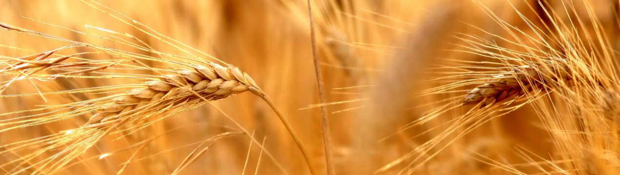 Дощі в США і сухість у Чорноморському регіоні підняли пшеницю в ціні, але не вплинули на кукурудзу