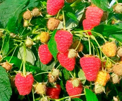 Малина Туламин: плюси і мінуси сорту, правила догляду, врожайність