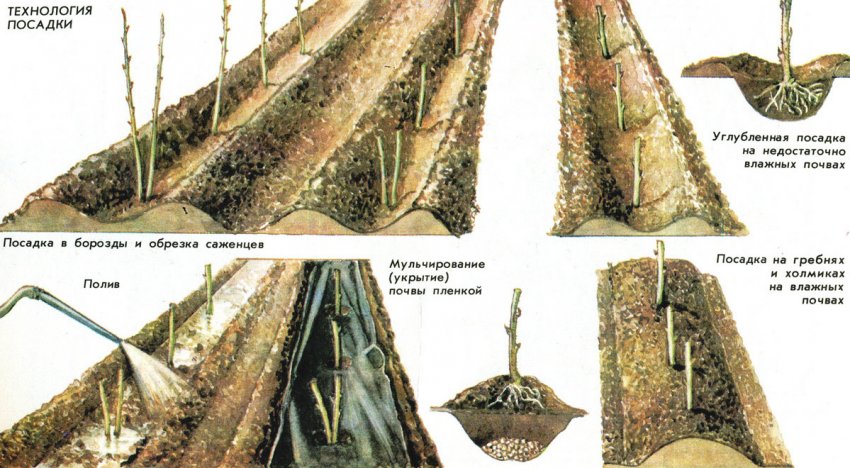 Малина сорт кижуч описание. 84762.psiovo.850. Малина сорт кижуч описание фото. Малина сорт кижуч описание-84762.psiovo.850. картинка Малина сорт кижуч описание. картинка 84762.psiovo.850. Малину сорта Киржач садоводы называют гордостью своей коллекции. В саду растение заметно среди других кустов малины: веточки обильно усыпаны ягодами. Красные, манящие к себе, налившиеся вкусным соком. Хоть малина сорта Киржач распространяет и немного аромата, — просто издали он теряется среди других садовых запахов, но вблизи чувствуется роскошный букет лесной малины. На кусте множество ягодок: одни уже спелые, другие — только окрашенные слабым розовым светом утренней зари, а за ними видны еще маленькие – зеленоватые, но уже с оттенком будущего великолепия.