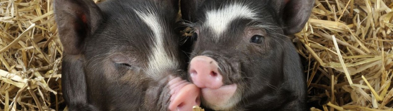 Прикордонна з Північчю південнокорейська провінція робить все можливе, щоб запобігти проникненню АЧС