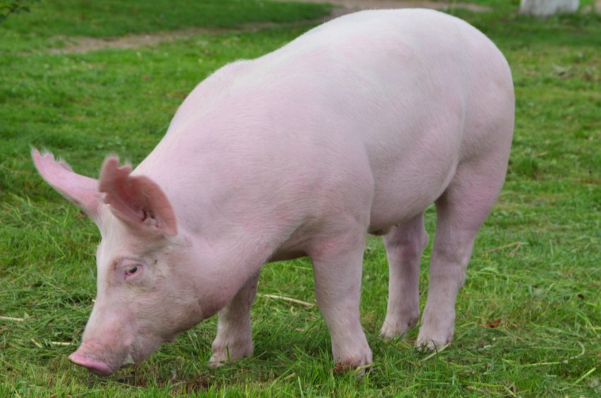 Прикордонна з Північчю південнокорейська провінція робить все можливе, щоб запобігти проникненню АЧС