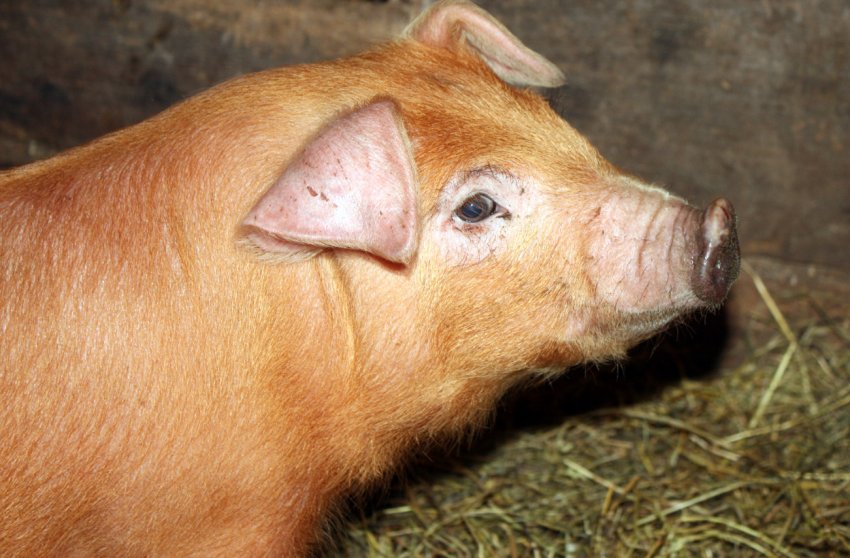 Прикордонна з Північчю південнокорейська провінція робить все можливе, щоб запобігти проникненню АЧС