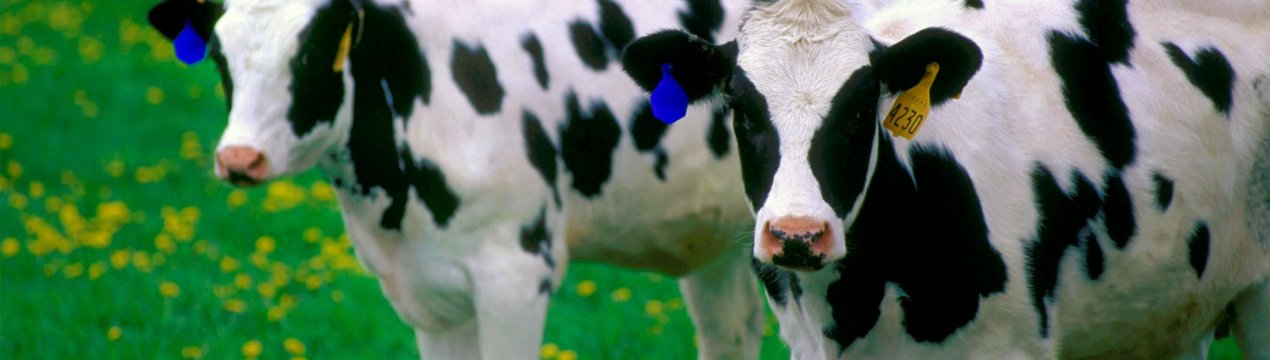 У Ульяновських стійлах обживаються рогаті «фройляйн»