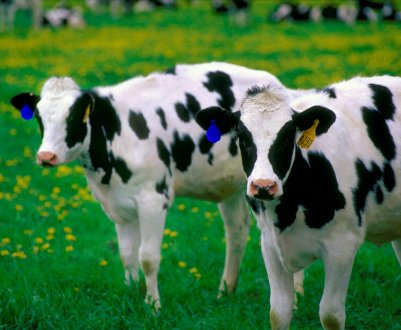 У Ульяновських стійлах обживаються рогаті «фройляйн»